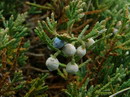 Juniperus Horizontalis